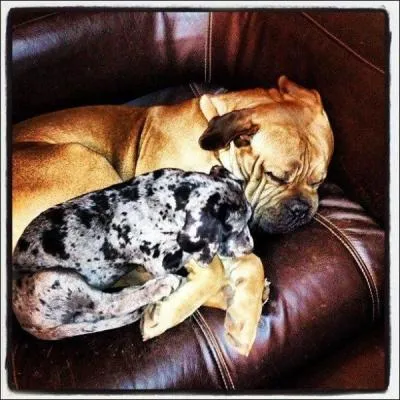 Comment s'appellent ses chiens ?