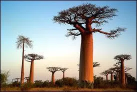 Mon 1er est une greffe arboricole... Mon 2e est un fruit tropical... Mes 3e sont plusieurs et ils cherchent à obtenir les mêmes avantages que moi... Et mon tout est la capitale de...