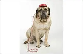 Comment s'appelle le chien ?