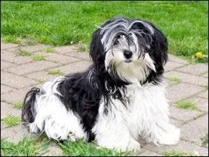 Ce petit chien est un Shih Tzu.