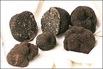 Nini est une championne pour dénicher les truffes en Dordogne. C'est une chienne.