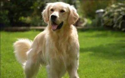 Le chien de race Golden Retriever a les pattes palmées, ce qui lui facilite la nage.