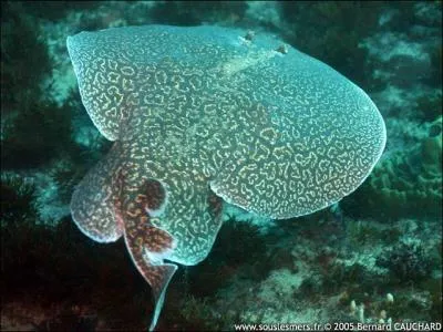 La torpille du Pacifique est un poisson qui fait fuir ses prédateurs avec une décharge électrique.