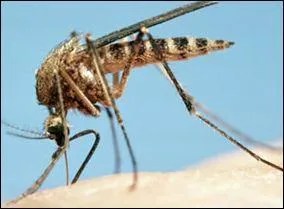 La chemise qui fait fuir les moustiques existe.