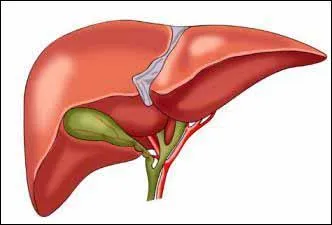 L'hépatite B est une infection du foie due à un virus qui touche au moins 300000 personnes en France.