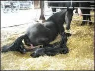 Combien de temps dure la gestation d'une jument ?