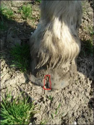 Comment appelle-t-on cette petite fente sur ce sabot ?