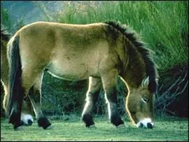 Comment s'appelle l'ancêtre du cheval ?