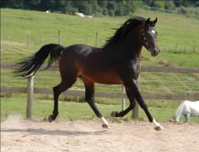 La robe de ce cheval est :