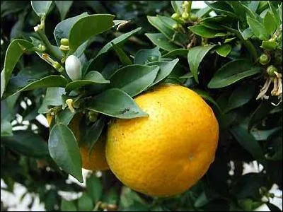 Quelle petite orange amère sert à la fabrication du Curaçao et du Cointreau ?