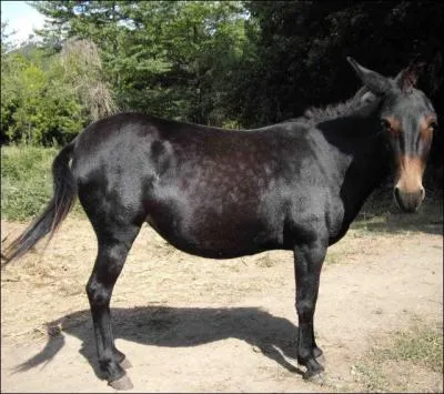 Dans la famille des Equidae, je demande celui qui doit agiter la tête de haut en bas pour dire non et de droite à gauche pour dire oui.