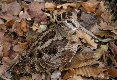 Dans la famille des déficients cérébraux, je demande la femelle au long bec, celle des bois.