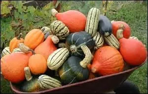 Dans la famille des curcubitaceae, je demande :