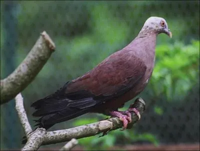 Dans la famille des pigeons, je demande celui tout à fait capable de se faire avoir encore plus que les autres.