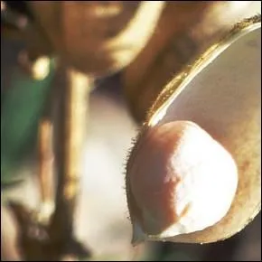 Le nom était considéré comme une définition de la nature essentielle de l'individu, que représente le pois chiche ?