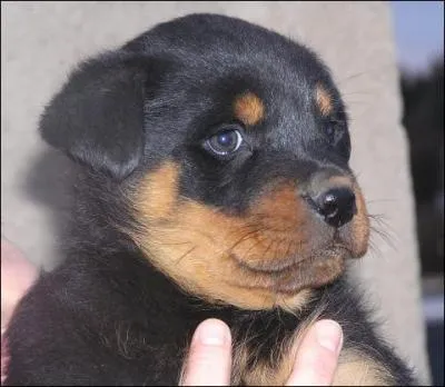 Quelle est cette race de chien ?