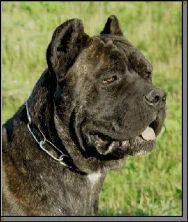 Quelle est cette race de chien ?