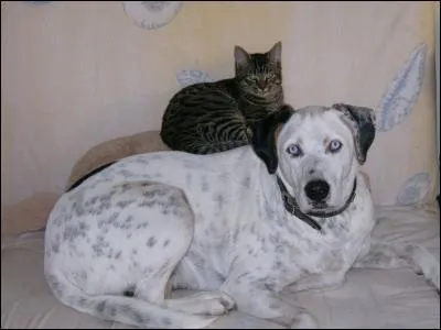 Quelle est cette race de chien ?