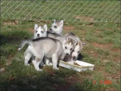 Que sont ces canidés ?