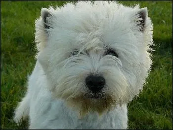 Quelle est cette race de chien ?