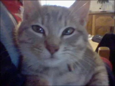 Si il n'y a pas un chat, ...