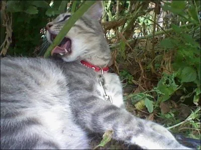 Que signifie l'expression : "Chat échaudé craint l'eau froide" ?