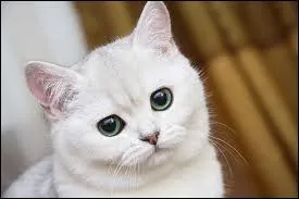 Si vous vous entendez comme chien et chat, vous vous entendez ...