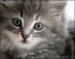 Si vous avez des yeux de chat, vous ...