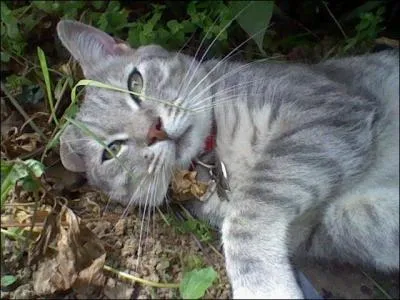D'après la légende, combien un chat a-t-il de vies ?