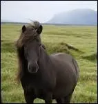 Un cheval figure sur le drapeau islandais.