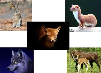 Deux canidés, un mustélidé et un équidé devraient vous aider pour trouver cette chanson. Mais, ne vous trompez pas d'origine, elle a émigré à l'ouest ! A vous de la trouver !