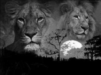 Cette chanson populaire africaine, écrite en 1939 a pour thème la jungle africaine avec son « animal royal » ! La version française a été chantée pour la première fois en France en 1962. Quelle est cette chanson ?