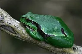 Si la rainette était de bois peint, elle serait dans la main du petit-fils, pour honorer le grand-père...