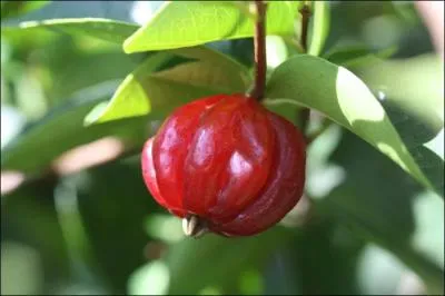 Connaissez-vous ce fruit ?