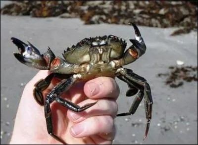 Quel est ce petit crabe dont les yeux sont rouges, alors que la couleur du corps varie du marron au noir.