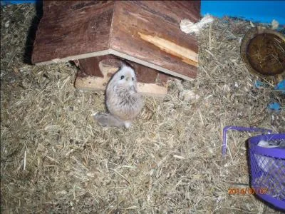 Mon premier signifie jambon en anglais, mon deuxième se cache (avec un peu d'imagination), mon troisième est très terre à terre, mon quatrième signifie fourmi en anglais et mon tout est un cousin de celui de la photo, en grand danger !