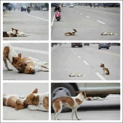 Mon premier est responsable de ce qui arrive sur la photo, il ne mérite pas d'autre nom, mon deuxième est souvent mis devant l'autre, mon troisième personnifie des lieux représentant le dieu des chrétiens, mon tout manque cruellement à certains êtres dits humains !