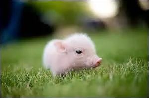 Si vous avez une tête de cochon, vous êtes ...