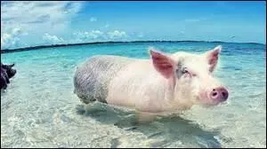 Quel animal a pour surnom : "cochon de mer" ?