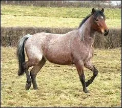 Quelle est la robe de ce cheval ?