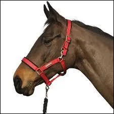 Ce licol est-il bien ajusté ?