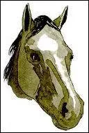 On dit que les marques blanches sur la tête de ce cheval sont :