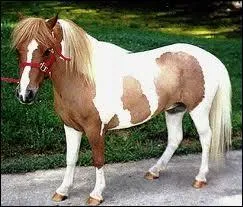 Quelle est la robe de ce cheval ?