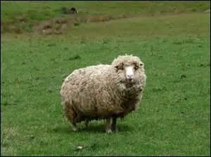 À part l'animal, qu'est ce qu'un mouton ?