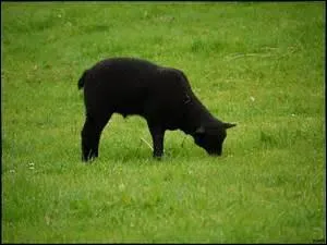 Si quelqu'un vous dit que vous êtes le mouton noir, c'est que vous ...