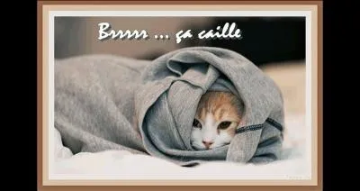 Femme grosse et poulet au mois d'août ... !