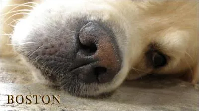 Pluie d'août fait ... !