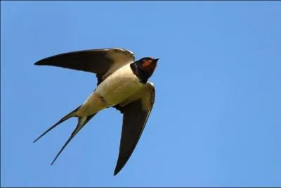Quand les ... volent à terre, adieu la poussière.