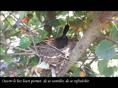 Août ..., septembre faut naître. (clip)