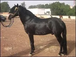 Quelle est la race de ce cheval ?